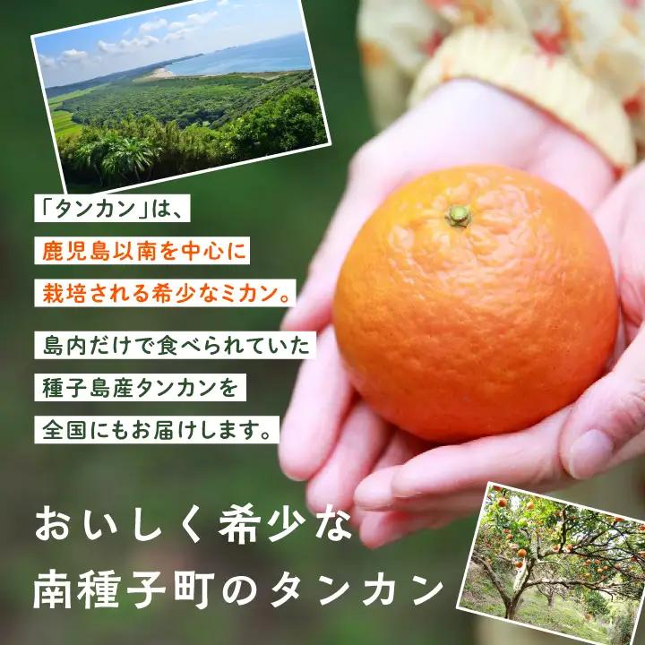 《 先行予約 》種子島産 タンカン 約10kg （約60玉）【2月中旬～3月中旬頃順次発送】【南種子町果樹部会】