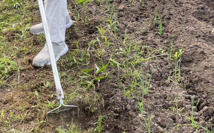 手取り除草機　ホーF21　《足寄町》【株式会社キュウホー】除草具 農具 草取り 草刈り 農業 農作業 のうさぎょう ガーデニング 庭 園芸 掃除 花 草 雑草 [BEBH002]