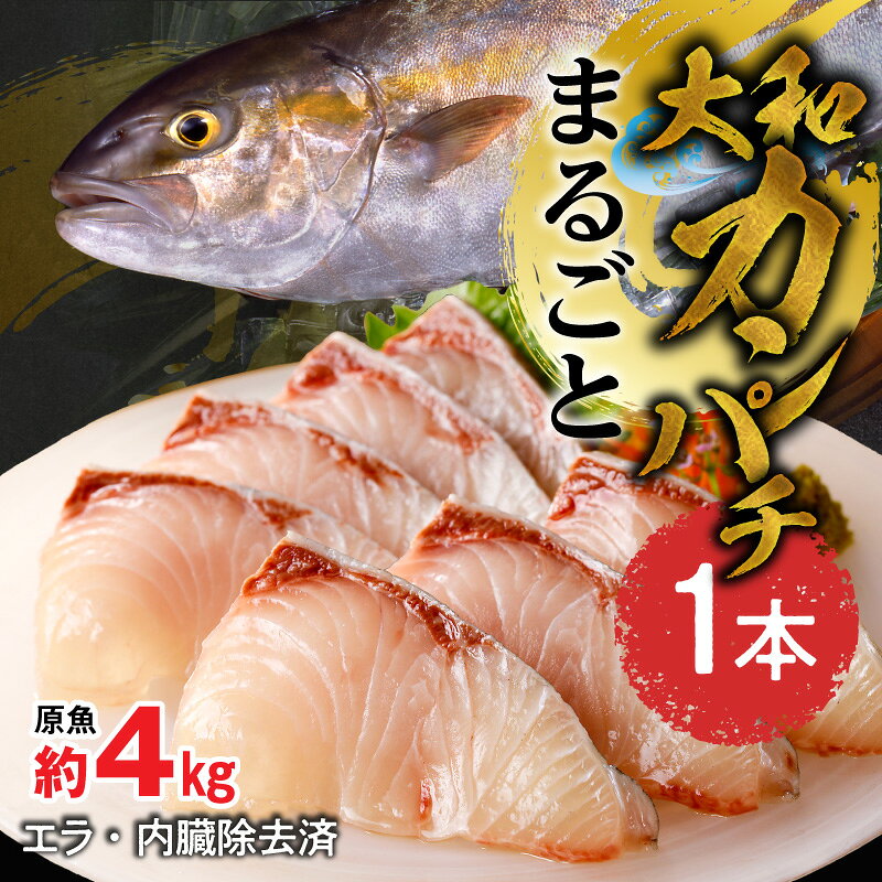 【ふるさと納税】まるごと一本 大和カンパチ 原魚 約4kg 内臓処理済み 程よくのった脂 弾力 カンパチ 刺身 しゃぶしゃぶ 煮物 旬 国産 魚 海鮮 産地直送 大和海商 お取り寄せ 宮崎県 延岡市 送料無料
