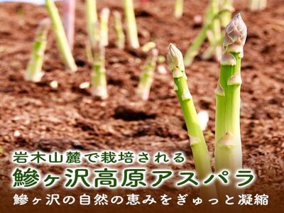 アスパラガス 先行予約 夏アスパラガス 約1.3kg+100g S～2L 約50本前後 訳あり 不揃い マコト農園 規格外 アスパラ グリーンアスパラ 野菜 旬 旬の野菜 産地直送 2026年 202