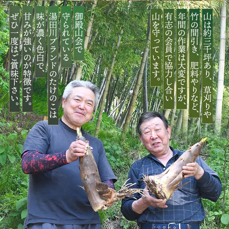 【令和9年産先行予約】庄内の春の味覚　やわらかい朝堀り湯田川孟宗（たけのこ）約2kg　山形県鶴岡市　にこにこふぁーむ　K-956　| 筍 竹の子 新鮮 旬の野菜 産地直送 春野菜 季節限定 国産 人気