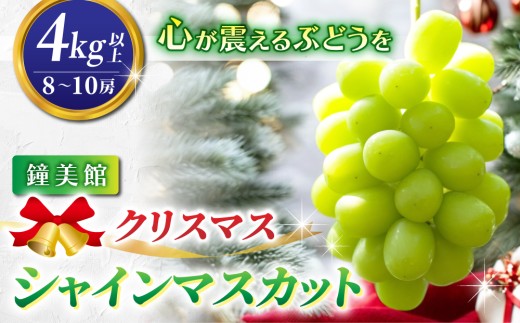 
                  【先行受付2026年発送】標高750mで育ったクリスマスシャインマスカット4キロ以上（8～10房） ｜鐘美館 ※2026年12月22日発送
                