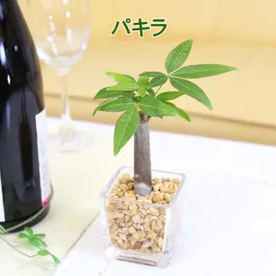 【観葉植物】土を使わないで清潔なミニ観葉植物 ゼオライト植え・ガラス鉢 キューブ形 2鉢セット（パキラとサンスベリア）【観葉植物 インテリア 部屋 おしゃれ 福岡県 筑前町 送料無料 AG050VC0