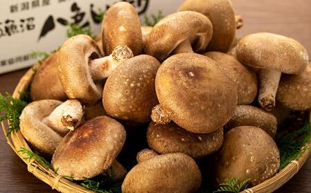 【ふるなびWEEK対象】【贈答用】厚いにもほどがある「八色しいたけ」1kg　厳選 大型 肉厚 | しいたけFN-Limited-WE