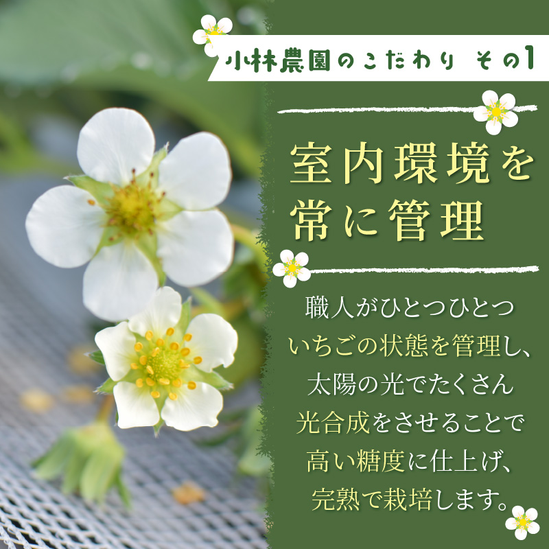 兵庫加古川(小林農園)特産いちご 4パック[1月中旬より順次発送]《 苺 いちご 期間限定 よつぼし フルーツ 果物 国産 送料無料 》【2401C09502】