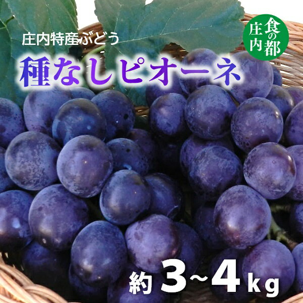 【ふるさと納税】食の都庄内　庄内特産ぶどう（種なしピオーネ）（マルショウ青果）