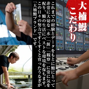 うなぎの大楠＜特大＞3尾セット計510g(170g×3) うなぎ 鰻 ウナギ 3尾 国産 九州産 蒲焼き かばやき 冷凍 うな重 ひつまぶし タレ 山椒 真空パック ランキング 人気 b3-005