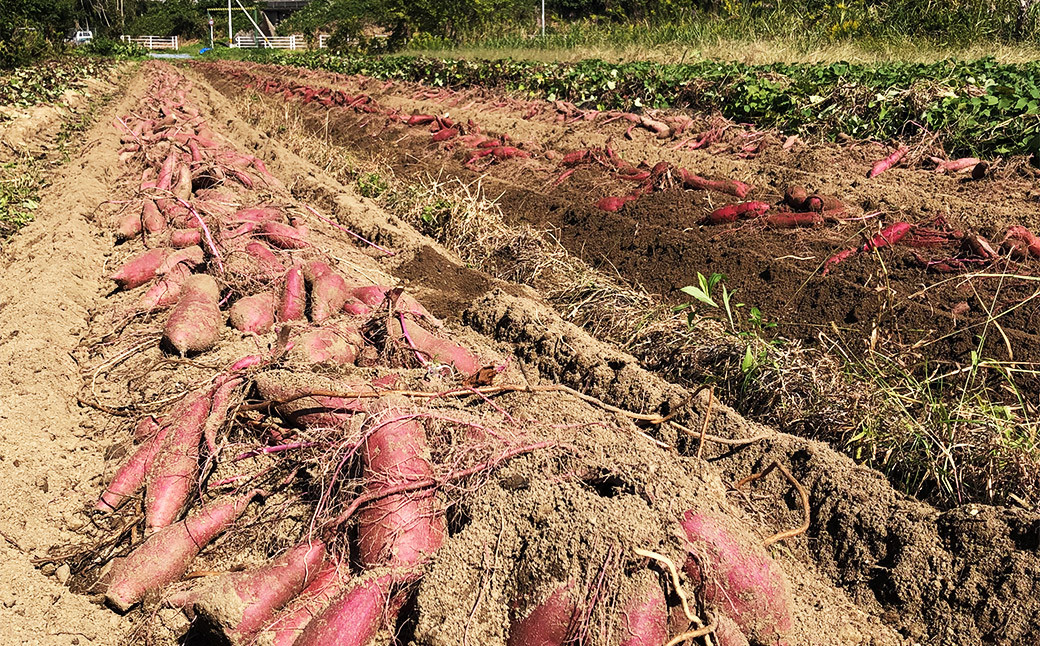 福岡県産熟成紅はるか 3kg
