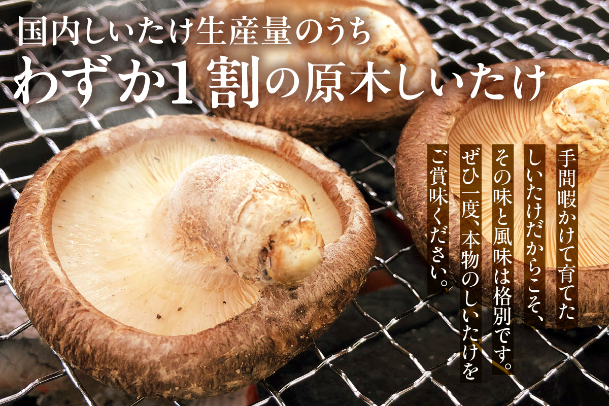 東浦町産 原木栽培生しいたけ（約500g）│椎茸 原木栽培 生 国産 愛知県