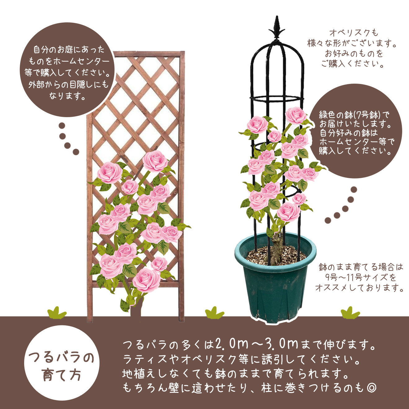 花巻温泉バラ園で育った「つるバラ大苗」7号サイズ -園長におまかせ- 【1915】