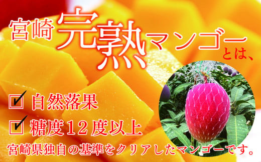 【先行予約/数量限定】完熟マンゴー ３L×２玉（化粧箱）宮崎 高級 果物 フルーツ 濃厚 ギフト のし 贈答 先行受付 送料無料【JA綾町】_A0114-235