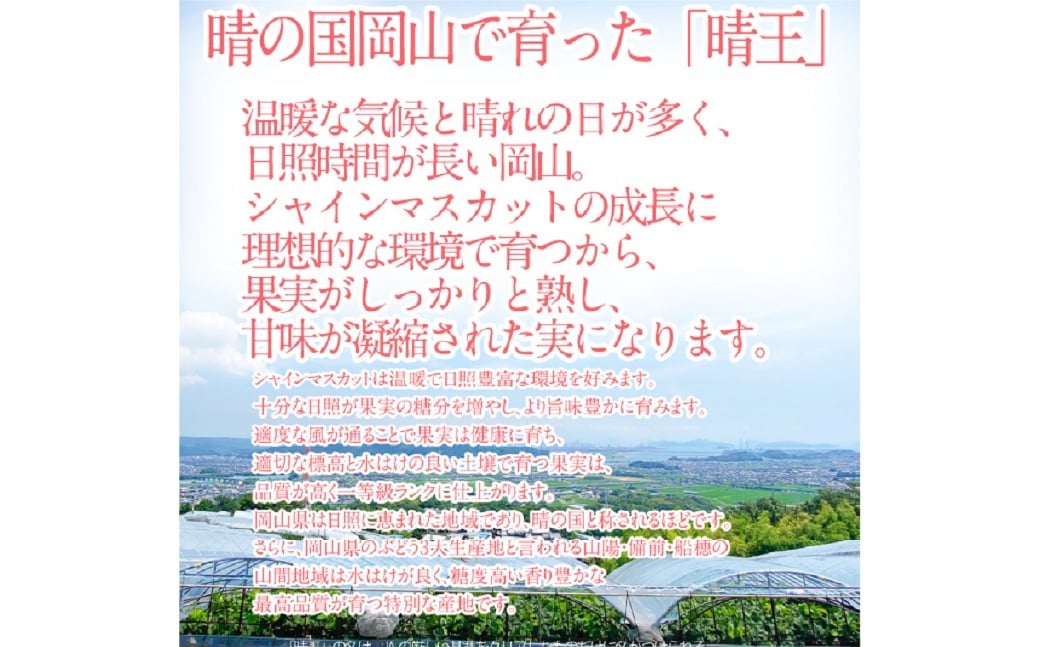 【2回定期便】シャインマスカット 晴王 １房 約650g