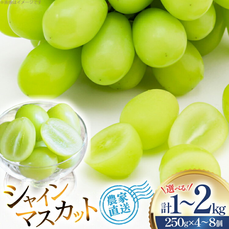 【ふるさと納税】【期間限定発送】 シャインマスカット 粒 ジュエルボックス 2kg or 1kg [山形県 高畠町 安達敏幸] 詰め合わせ 小分け フルーツ 果物 くだもの ぶどう ブドウ 葡萄 甘い