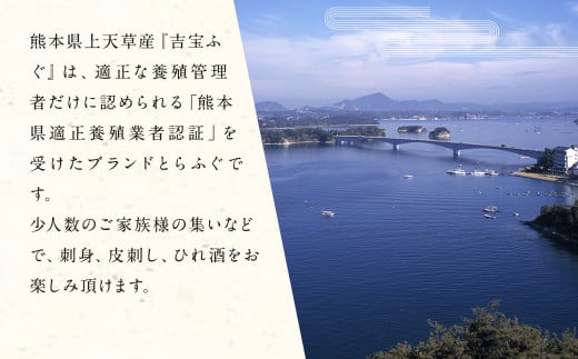 【3ヶ月定期便】とらふぐ刺しセット（1人前×2皿）【お一人様用】 ふぐ フグ とらふぐ トラフグ 刺身 ふぐ刺し