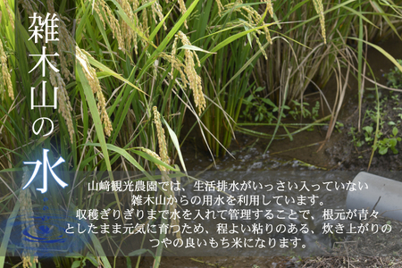山﨑観光農園のもち米 5kg | 栃木県 益子町 ふるさと納税 お米 米 もち米 5kg 令和7年産 (AU008)