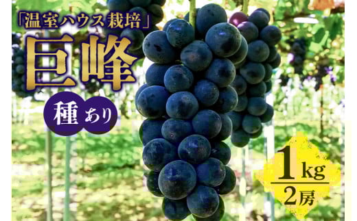 【 2025年 先行予約 】 「温室ハウス栽培」 巨峰 1kg（ 種あり ） 久家ぶどう園 2房 ぶどう ブドウ 有機 肥料 ハウス 栽培 国産 果物 くだもの 葡萄 フルーツ 1キロ 7月 発送 夏 旬 品種 茨城県産 産地直送 産直 農家直送 冷蔵 茨城県 石岡市 (A04-001)