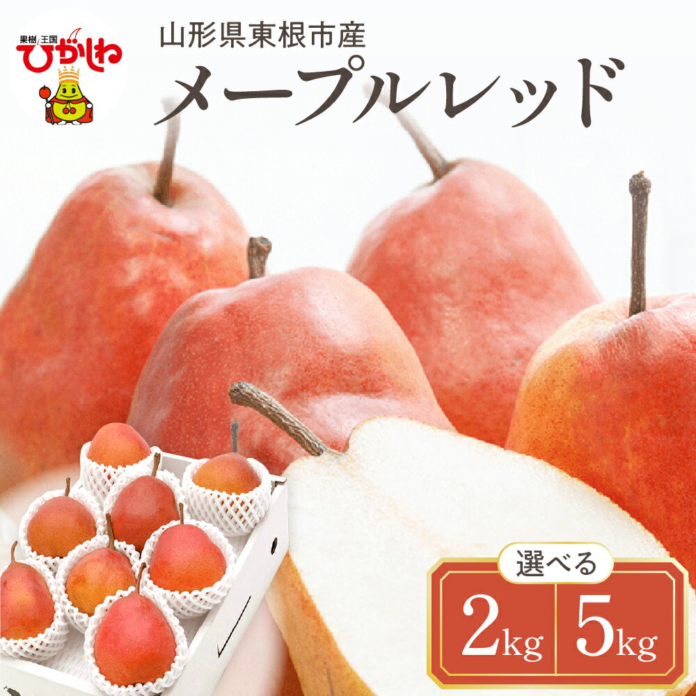 【ふるさと納税】【令和7年産 先行予約】 西洋梨 メープルレッド ( 選べる内容量 : 2kg / 5kg ) 秀品 化粧箱入り / 洋梨 洋ナシ 洋なし 梨 フルーツ 果物 くだもの お取り寄せ 産地直送 送料無料 東北 東根市