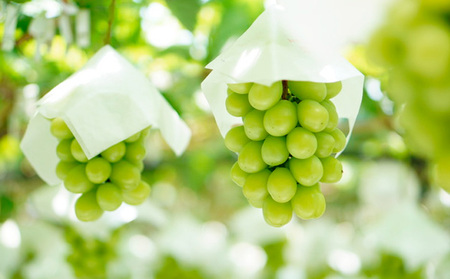 朝どりシャインマスカット 秀品 2房 約1.3kg FY24-010