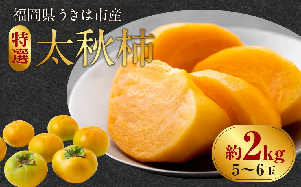 【先行予約】 西見柿農園 特選太秋柿 5玉から6玉 （約2kg） 贈答用 ギフト 【2026年11月上旬-12月上旬発送予定】 完熟柿 柿 かき カキ 太秋 たいしゅう 完全甘柿 果物 くだもの フルーツ 果実 ジューシー 樹上完熟 お取り寄せ 福岡県 うきは市
