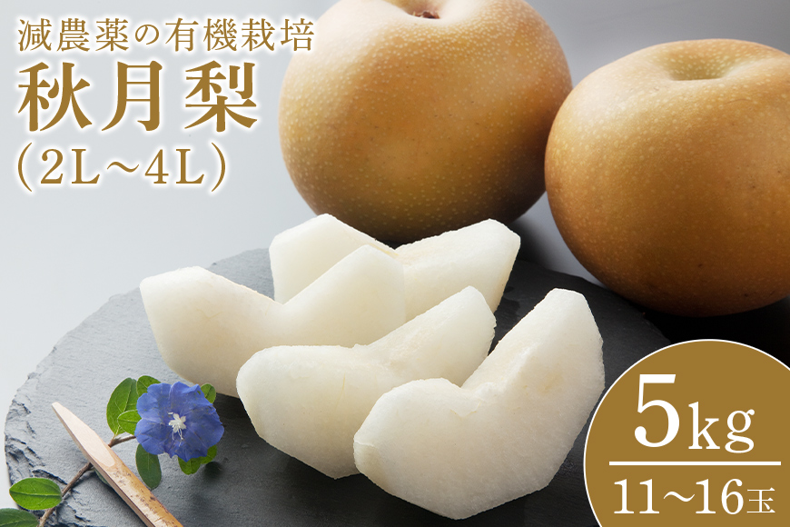 【数量限定・先行予約】 秋月 5kg 2L～4L 11～16玉 梨 なし ナシ あきづき アキヅキ 果物 くだもの フルーツ 70-D