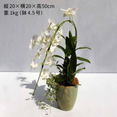 ふるさと納税 糸島市 【30セット限定】デンファレ(洋蘭)2本立ち《糸島》【和饗エコファーム株式会社】[AVI005] |  | 01