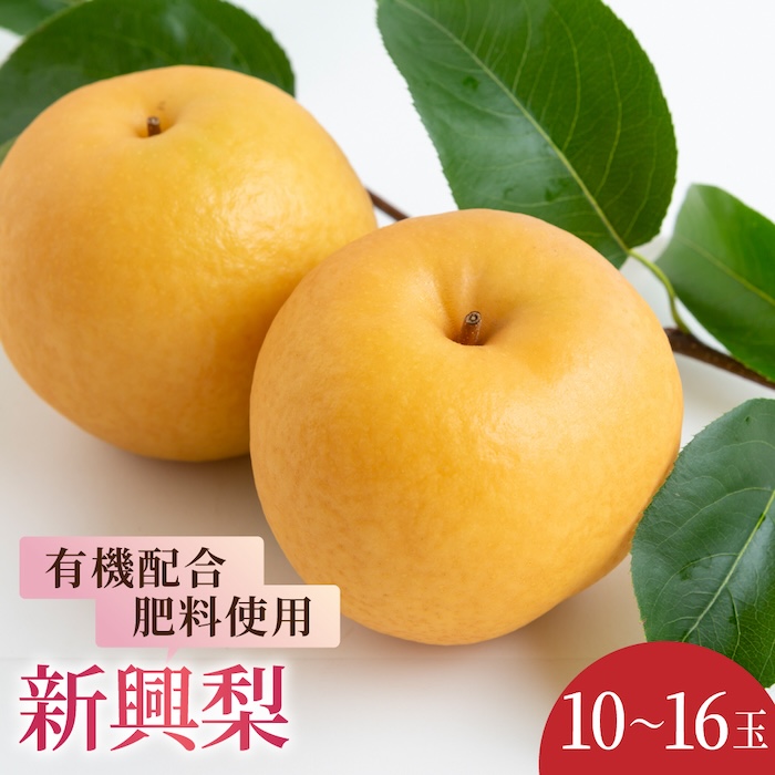 【先行予約】有機配合肥料使用 新興梨 10玉から16玉 2025年10月上旬から10月中旬 出荷予定【春光園】 梨 なし 果物 フルーツ
