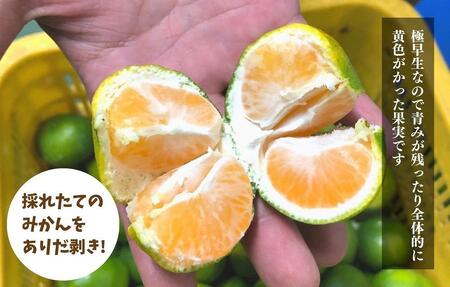 みかん 極早生 箱込 5kg (内容量約 4.4kg)  S/M/Lサイズのいずれか 秀品 優品 混合 有田みかん 和歌山県産 【みかんの会】