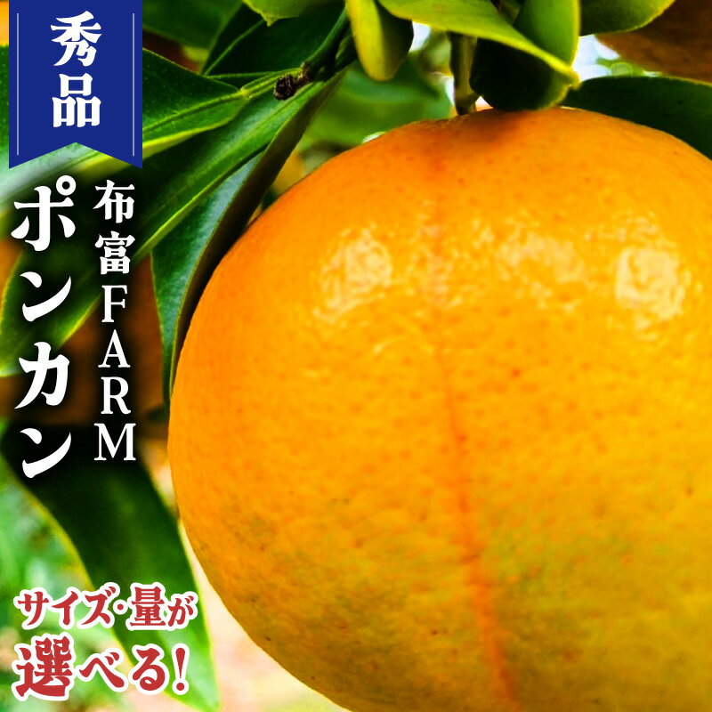 【ふるさと納税】＜先行予約＞【kg数が選べる】秀品ポンカン＜5〜10kg＞ NT2-7 国産 東洋町産 訳アリ オレンジ 果物 フルーツ 甘い 酸味 ジューシー ミカン 蜜柑 高知県 四国 布富FARM お取り寄せ 家庭用 自宅用 大容量 送料無料 産地直送