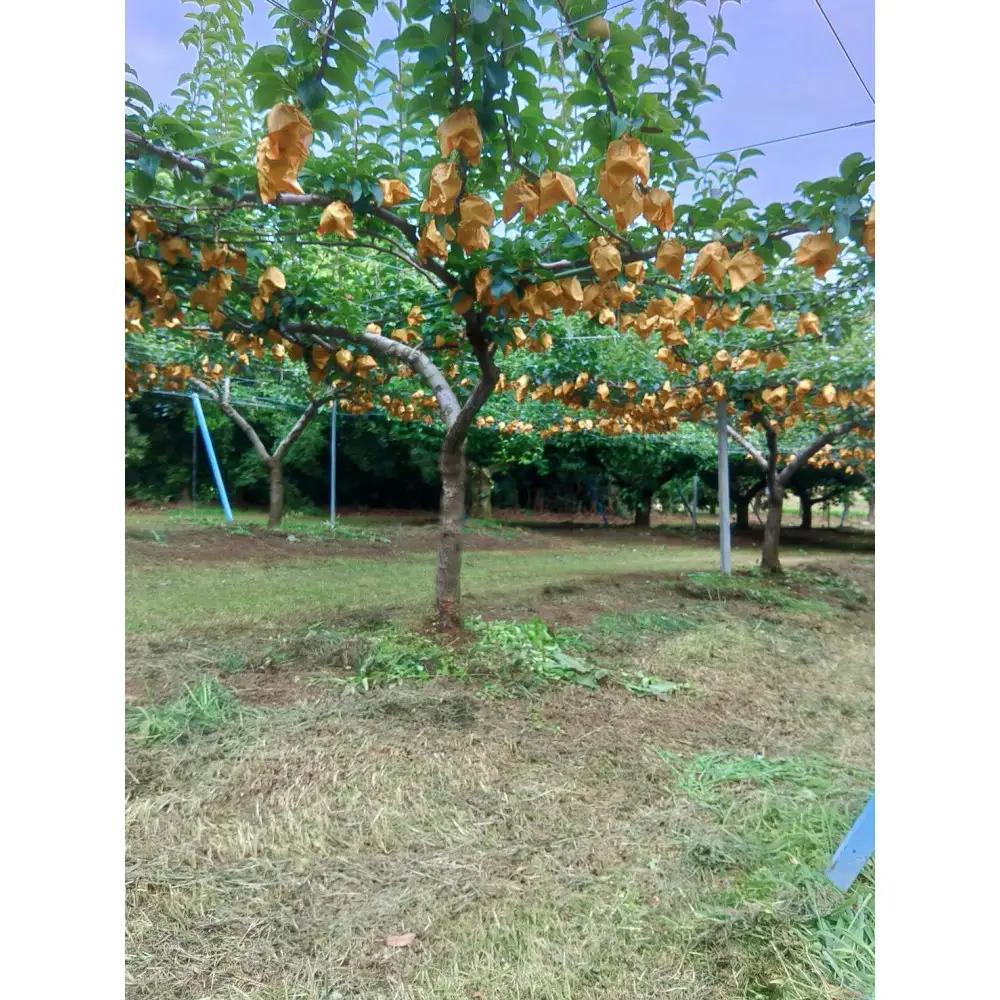 梨 岸田秀果園 新興梨 (ギフト用) 3kg 10月頃お届け
