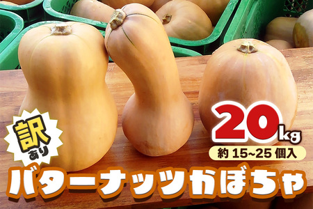 [訳あり] バターナッツかぼちゃ 20kg【数量限定／期間限定】｜南瓜 カボチャ 産地直送 農家直送 野菜 訳あり品 甘楽町産 群馬県産 吉田農場 訳アリ ワケあり [0216]