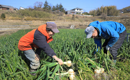 【うしろ農園】【極早生】淡路島洲本市産 新玉ねぎ 3kg 兵庫県 洲本市 淡路島