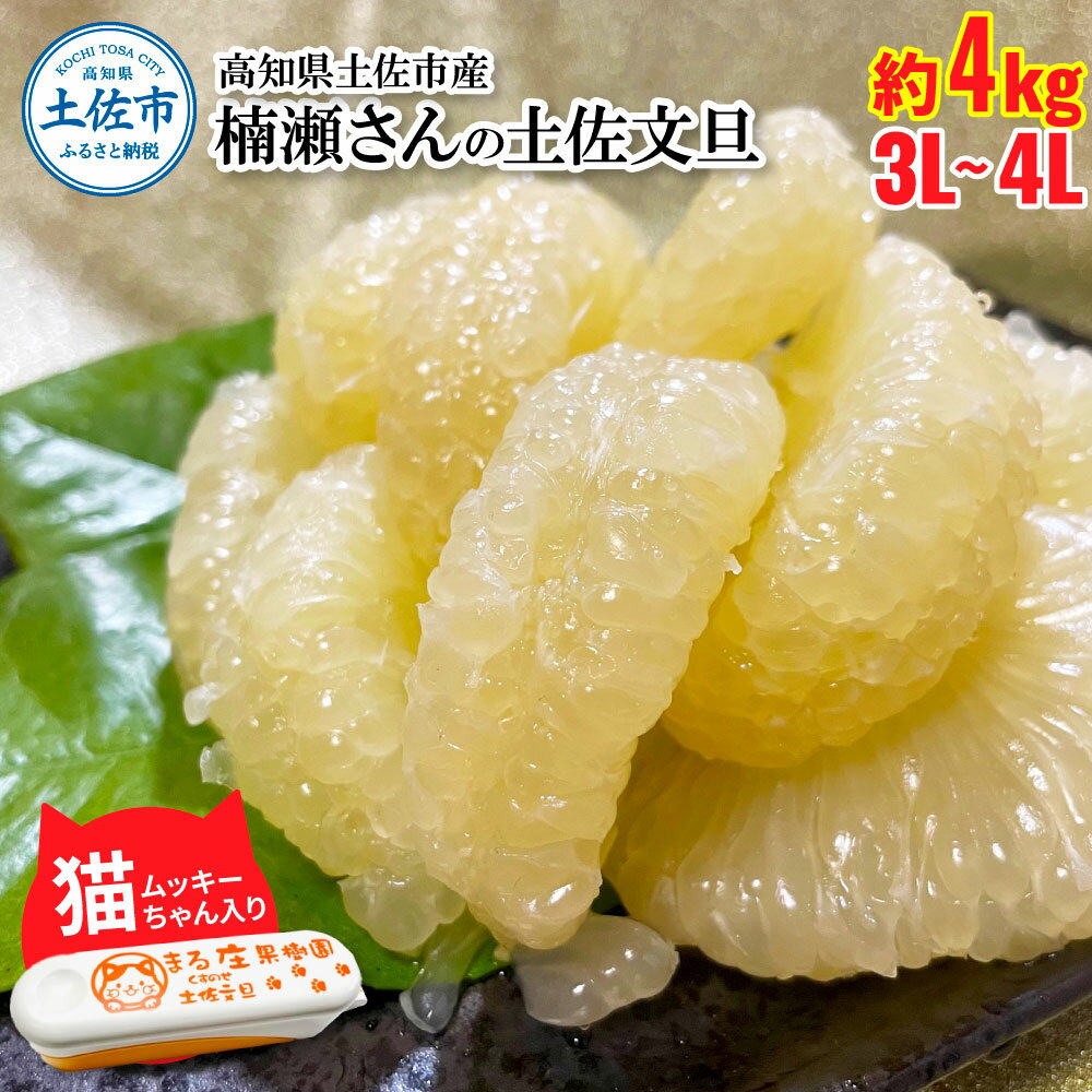 【ふるさと納税】楠瀬さん土佐文旦 約4kg 2L~3Lサイズ 猫ムッキーちゃん入り 8玉前後 ぶんたん ブンタン フルーツ 柑橘 みかん 果物 くだもの 柑橘類 デザート 贈答用 プレゼント ギフト 家庭用 お取り寄せ 国産 常温 配送 故郷納税 ふるさとのうぜい 返礼品 高知県 土佐市