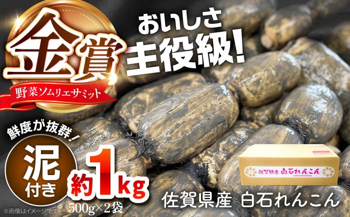 
            【令和7年10月以降発送】＜野菜ソムリエサミット金賞受賞＞松尾青果のこだわり白石れんこん 約1kg（500g×2袋）（泥付き）【松尾青果】佐賀県産 農家直送 直送 白石れんこん レンコン 蓮根 泥付きれんこん 根菜 野菜 白石町産 高品質 九州 佐賀県 白石町 [IBD015]
          