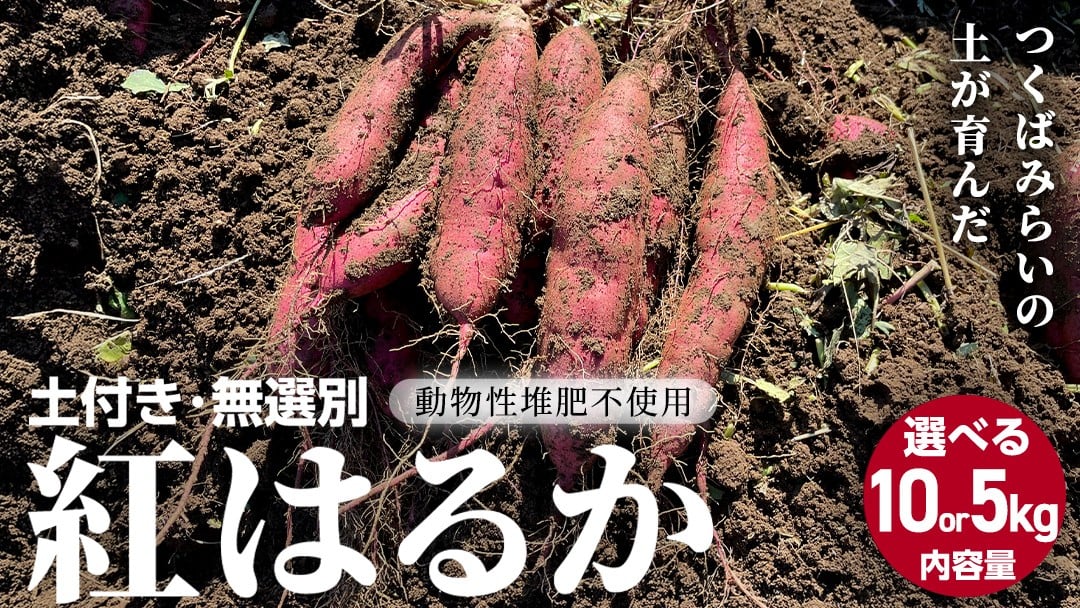 
                  ＼ 選べる内容量 ／茨城県産 紅はるか 5kg 10kg 土付き 無選別 熟成 さつまいも 生芋 芋 サツマイモ 甘い 焼き芋 スイートポテト ねっとり つくばみらい市 茨城県産 訳あり
                
