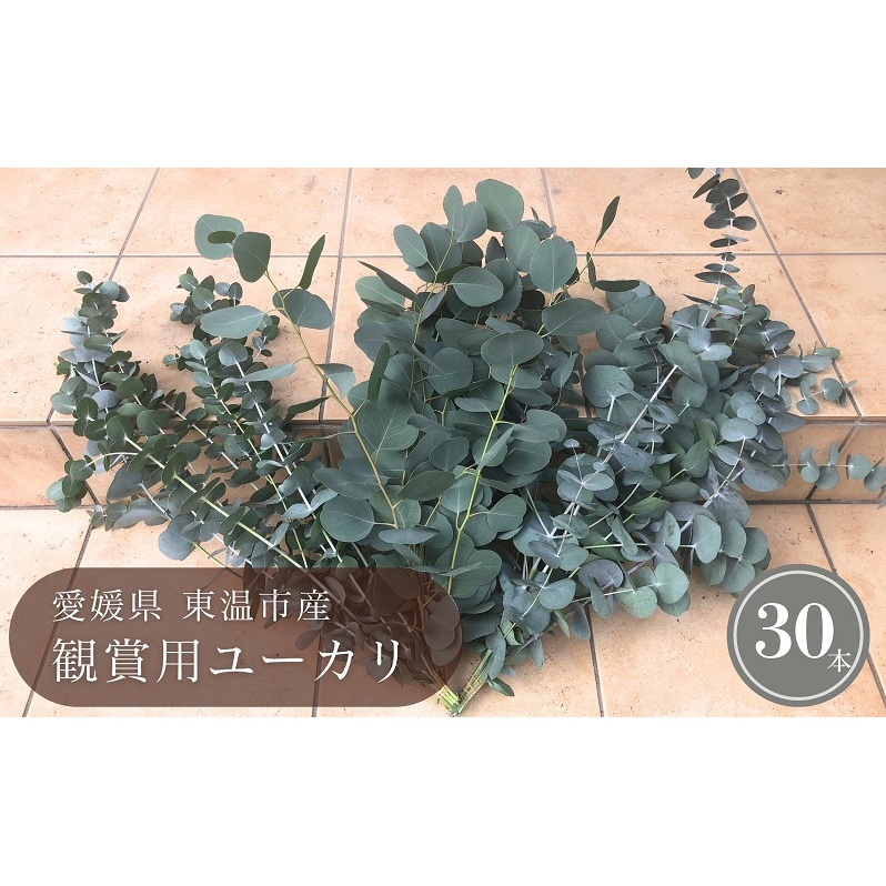 東温市産 観賞用ユーカリ 30本 アロマ ゆーかり 葉っぱ 切り花 丸い葉 生け花 おしゃれ オシャレ 花
