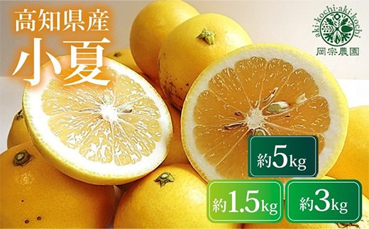 
                  【先行予約】【令和8年産】 小夏 1.5kg 3kg 5kg フルーツ 果物 みかん 期間限定 旬 柑橘 ギフト プレゼント 贈答用 こなつ 日向夏 ニューサマーオレンジ デザート スイーツ ジューシー 甘酸っぱい 爽やか 初夏 高知特産 季節の味覚 家庭用 自宅用 贈り物 お取り寄せ 産地直送 メリーガーデン 訳あり わけあり 家庭用 安芸市 高知県
                