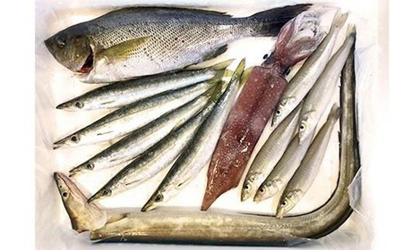 【着日指定必須】★北海道・沖縄県・離島配送不可★【魚千代】地魚詰合せ（魚 新鮮 鮮魚 海鮮 小分け 冷蔵 詰め合わせ おまかせ）BA04-FN