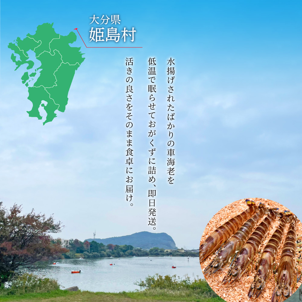 【期間限定】姫島産 活き車えび (養殖) 1kg 常温配送 お歳暮ギフト 熨斗可 【宅配ボックス不可】 国産 海鮮 ギフト 刺身 焼き しゃぶしゃぶ A33