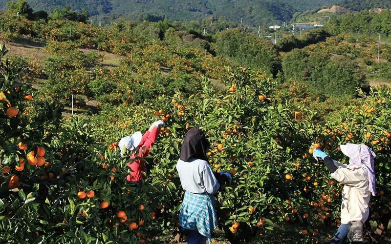 みかん 金山パイロットファームの 温州みかん 10㎏ 極早生(青切り) みかん ミカン 温州みかん 極早生 極早生みかん フルーツ 果物 くだもの 柑橘 産地直送 数量限定 人気 国産 三重県 熊野市