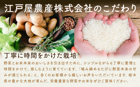 米 お米 コシヒカリ 5kg 令和7年産 江戸屋農産株式会社《30日以内に出荷予定(土日祝除く)》 栃木県産 コメ 米 こしひかり コシヒカリ5kg 5キロ【栃木県共通返礼品】