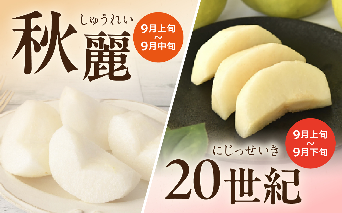 【2回定期便】朝採り旬の梨 約2.5kg（6玉）/回 計5kg 大村市 産直松吉/梨 なし 定期便 梨 幸水 豊水 秋麗 あきづき 新高 20世紀 二十世紀 かんた [ACZC012]