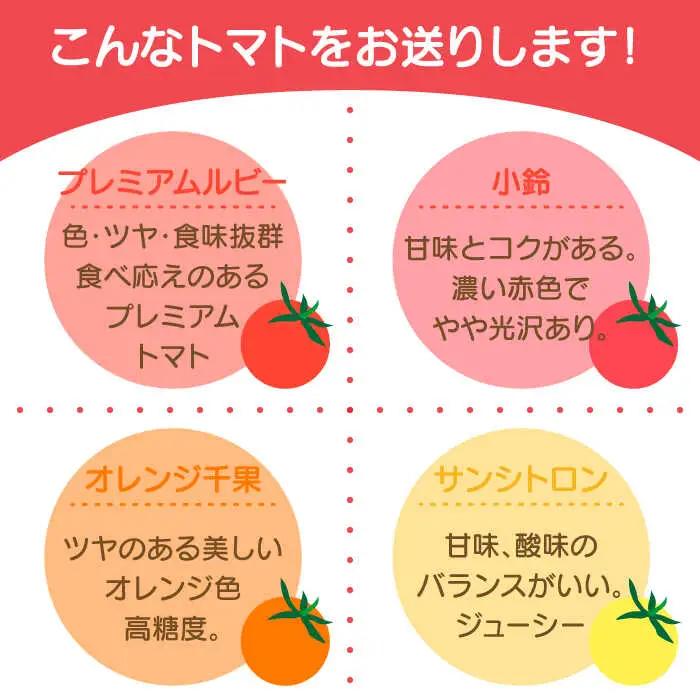 【2027年1月中旬-発送】ミニトマト 彩８ニ（イロハニ）約10種類 合計約1.4kg / トマト 夏野菜 野菜 旬 食べ比べ / 産地直送 安心 安全 彩り / 南島原市 / 植木農園 [SBL00