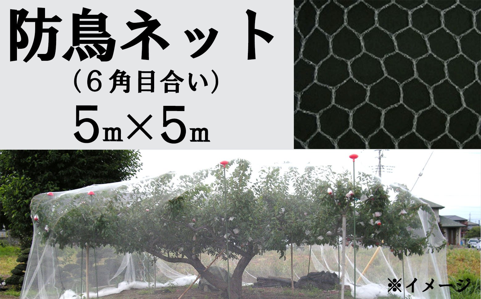
            防鳥ネット（６角目合い）５m×５m
          