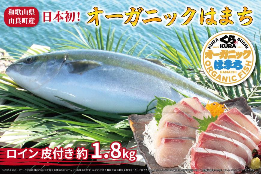 
            期間限定 オーガニック はまち ロイン 皮付き 約 1.8kg くら寿司 オリジナルブランド
          