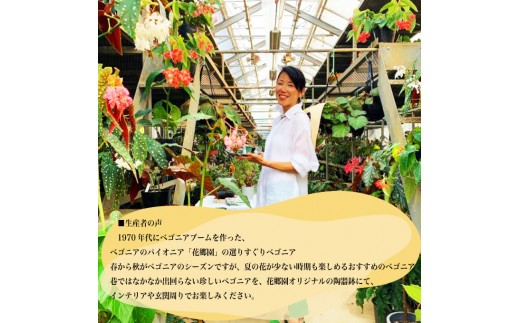 巷ではなかなか出回らない珍しいベゴニアを、花郷園オリジナルの陶器鉢にて、インテリアや玄関周りでお楽しみください。