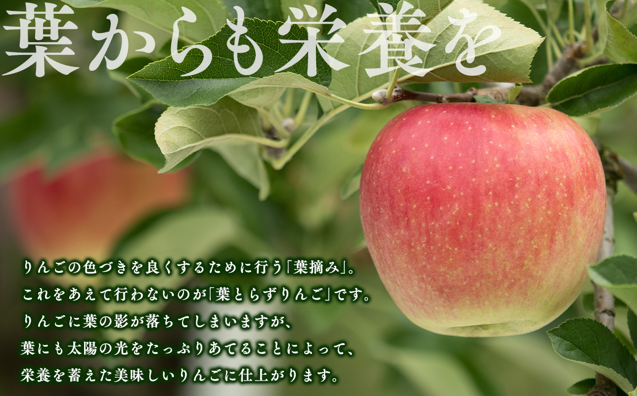 3月 葉取らずサンふじりんご 約3kg 訳あり 家庭用【青森県 平川市 森山商店 】 