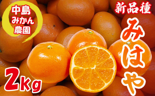 【2026年12月中旬頃から順次発送】みはや 家庭用2kg