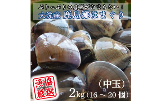 
大洗産鹿島灘天然はまぐり 2㎏ 冷蔵 お吸い物 ハマグリ 蛤 貝 砂抜き処理 魚介類 大洗産 天然 はまぐり
