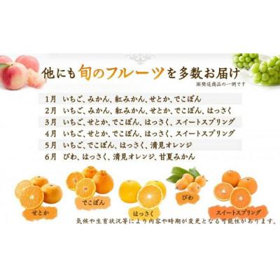 ふるさと納税 丸亀市 【毎月定期便】丸亀讃美果 フルーツ定期便全2回 |  | 01