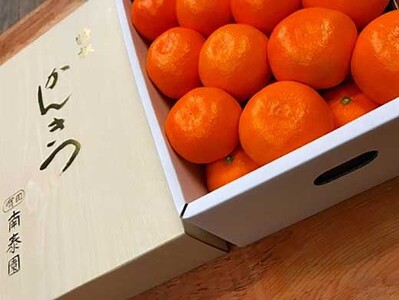 年内発送 完熟早生 有田みかん 化粧箱 特秀 L サイズ 32玉入 和歌山 南泰園 みかん